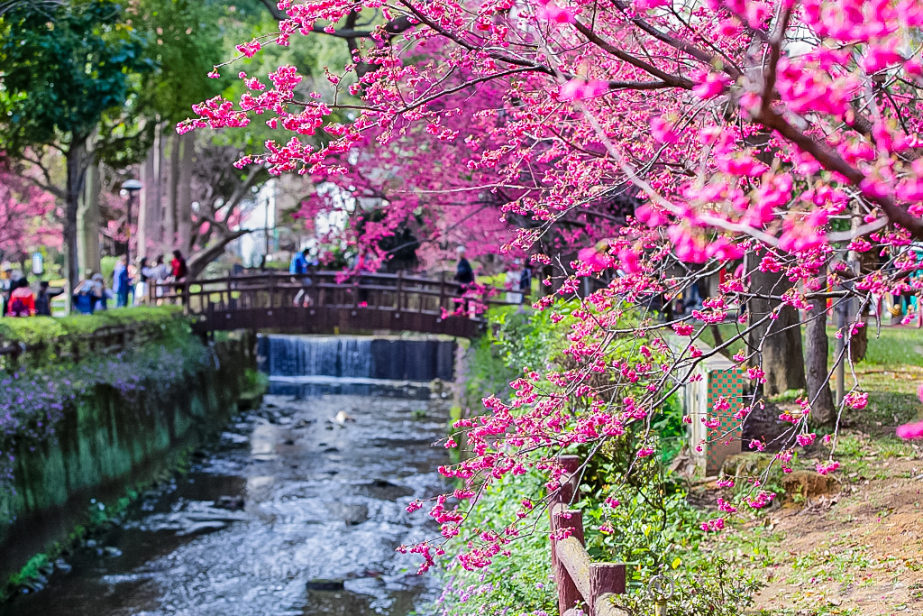 桃園中壢景點-莒光公園-秒入偽日本賞櫻景點 春季八重櫻盛開的夢幻美景 浪漫綺麗的夜櫻之美/IG打卡聚集地/鄰近中原夜市/親子景點 @靜兒貪吃遊玩愛分享