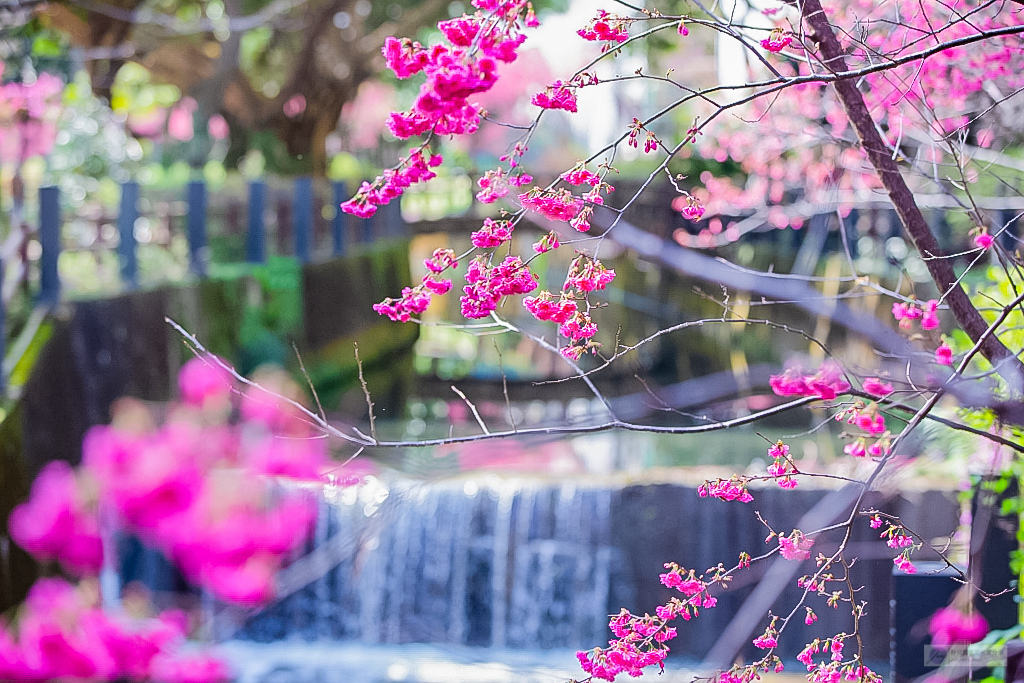 桃園中壢景點-莒光公園-秒入偽日本賞櫻景點 春季八重櫻盛開的夢幻美景 浪漫綺麗的夜櫻之美/IG打卡聚集地/鄰近中原夜市/親子景點 @靜兒貪吃遊玩愛分享