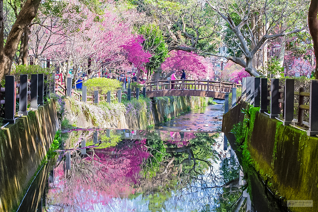 桃園中壢景點-莒光公園-秒入偽日本賞櫻景點 春季八重櫻盛開的夢幻美景 浪漫綺麗的夜櫻之美/IG打卡聚集地/鄰近中原夜市/親子景點 @靜兒貪吃遊玩愛分享