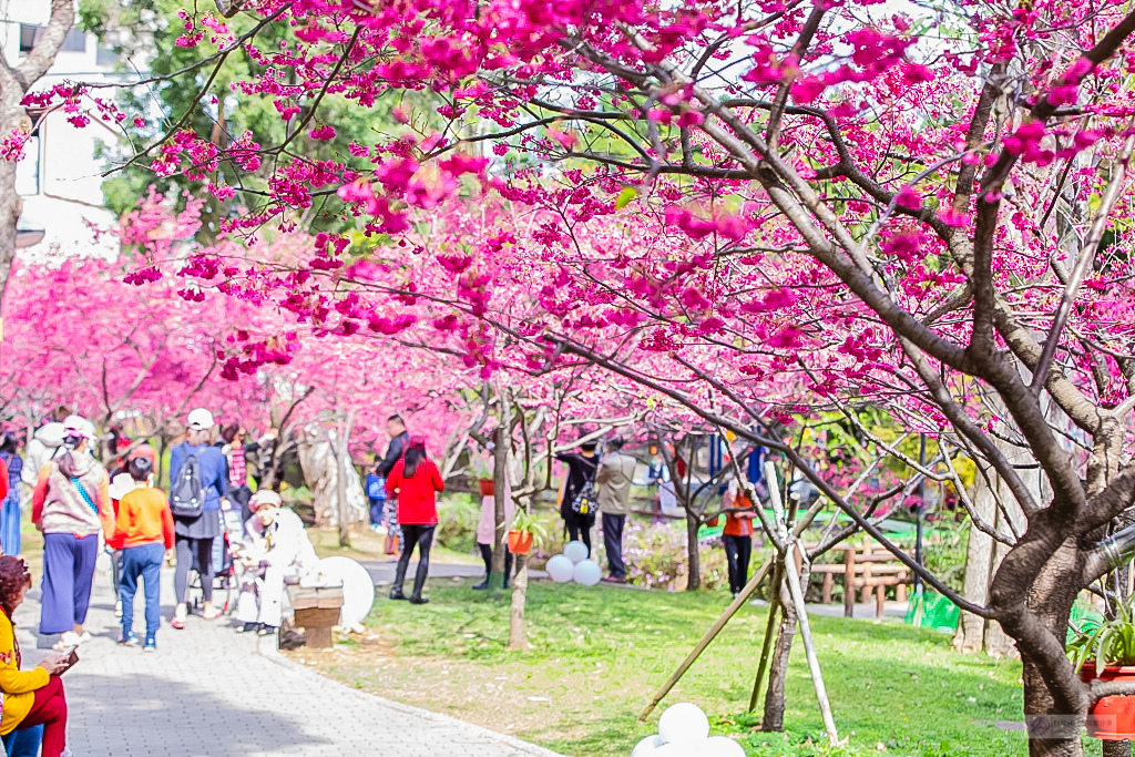 桃園中壢景點-莒光公園-秒入偽日本賞櫻景點 春季八重櫻盛開的夢幻美景 浪漫綺麗的夜櫻之美/IG打卡聚集地/鄰近中原夜市/親子景點 @靜兒貪吃遊玩愛分享