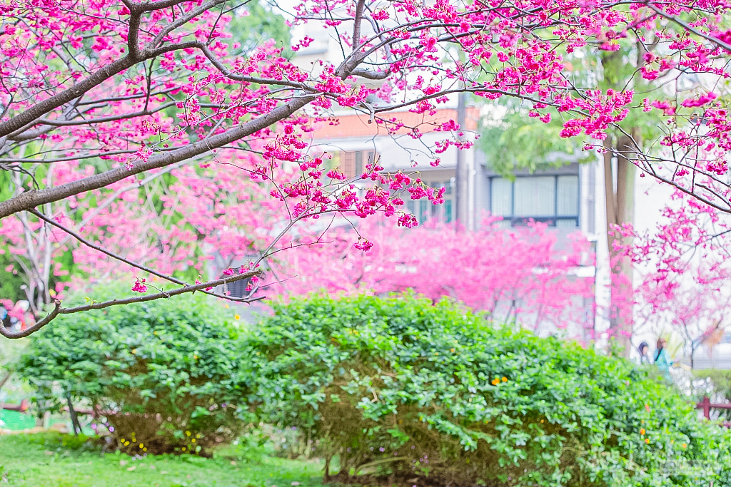 桃園中壢景點-莒光公園-秒入偽日本賞櫻景點 春季八重櫻盛開的夢幻美景 浪漫綺麗的夜櫻之美/IG打卡聚集地/鄰近中原夜市/親子景點 @靜兒貪吃遊玩愛分享