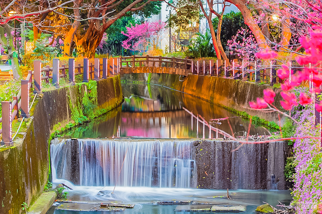 桃園中壢景點-莒光公園-秒入偽日本賞櫻景點 春季八重櫻盛開的夢幻美景 浪漫綺麗的夜櫻之美/IG打卡聚集地/鄰近中原夜市/親子景點 @靜兒貪吃遊玩愛分享