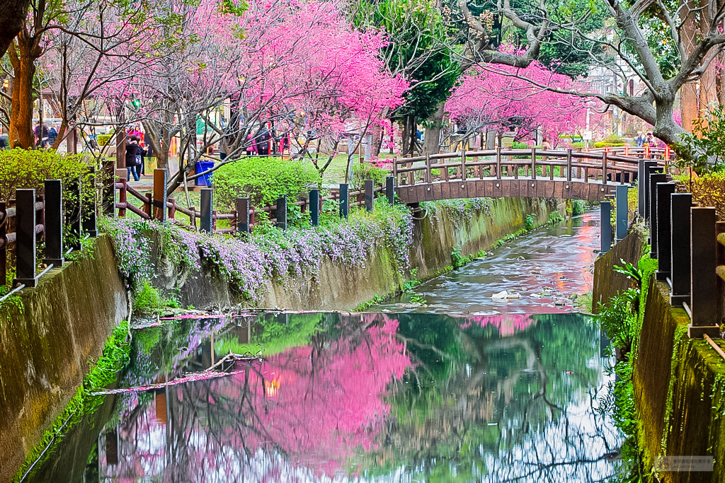 桃園中壢景點-莒光公園-秒入偽日本賞櫻景點 春季八重櫻盛開的夢幻美景 浪漫綺麗的夜櫻之美/IG打卡聚集地/鄰近中原夜市/親子景點 @靜兒貪吃遊玩愛分享