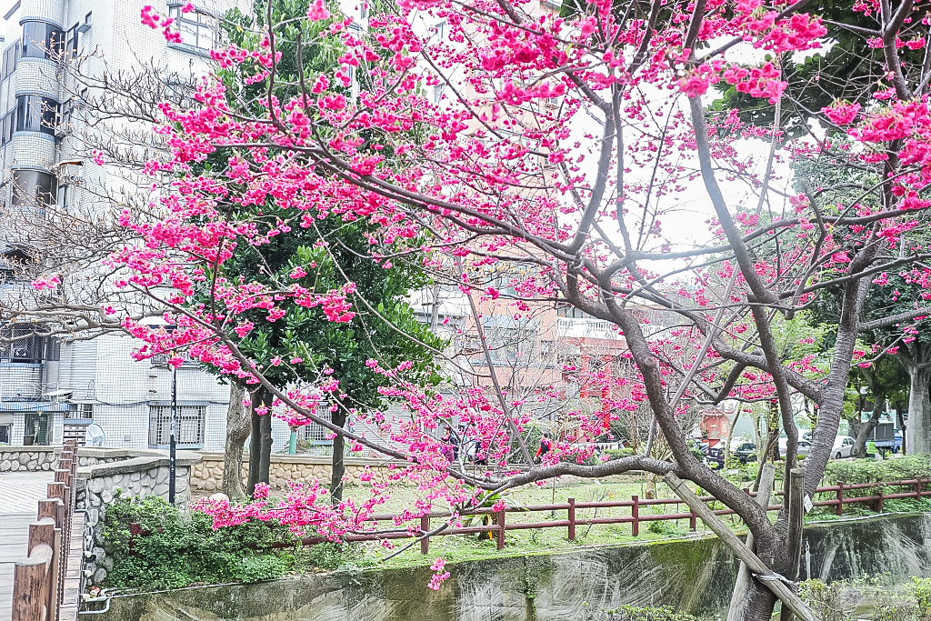 桃園中壢景點-莒光公園-秒入偽日本賞櫻景點 春季八重櫻盛開的夢幻美景 浪漫綺麗的夜櫻之美/IG打卡聚集地/鄰近中原夜市/親子景點 @靜兒貪吃遊玩愛分享