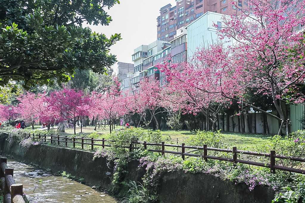 桃園中壢景點-莒光公園-秒入偽日本賞櫻景點 春季八重櫻盛開的夢幻美景 浪漫綺麗的夜櫻之美/IG打卡聚集地/鄰近中原夜市/親子景點 @靜兒貪吃遊玩愛分享