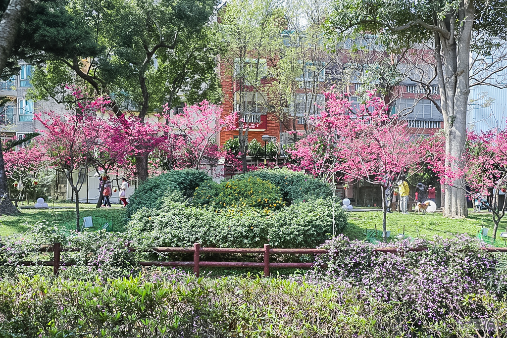 桃園中壢景點-莒光公園-秒入偽日本賞櫻景點 春季八重櫻盛開的夢幻美景 浪漫綺麗的夜櫻之美/IG打卡聚集地/鄰近中原夜市/親子景點 @靜兒貪吃遊玩愛分享