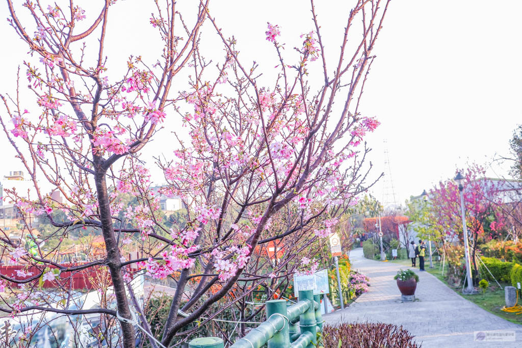 新北鶯歌景點-永吉公園-抓住春天的浪漫櫻花及滿開的炮仗花隧道/IG打卡聚集地/鄰近鶯歌老街/親子景點 @靜兒貪吃遊玩愛分享