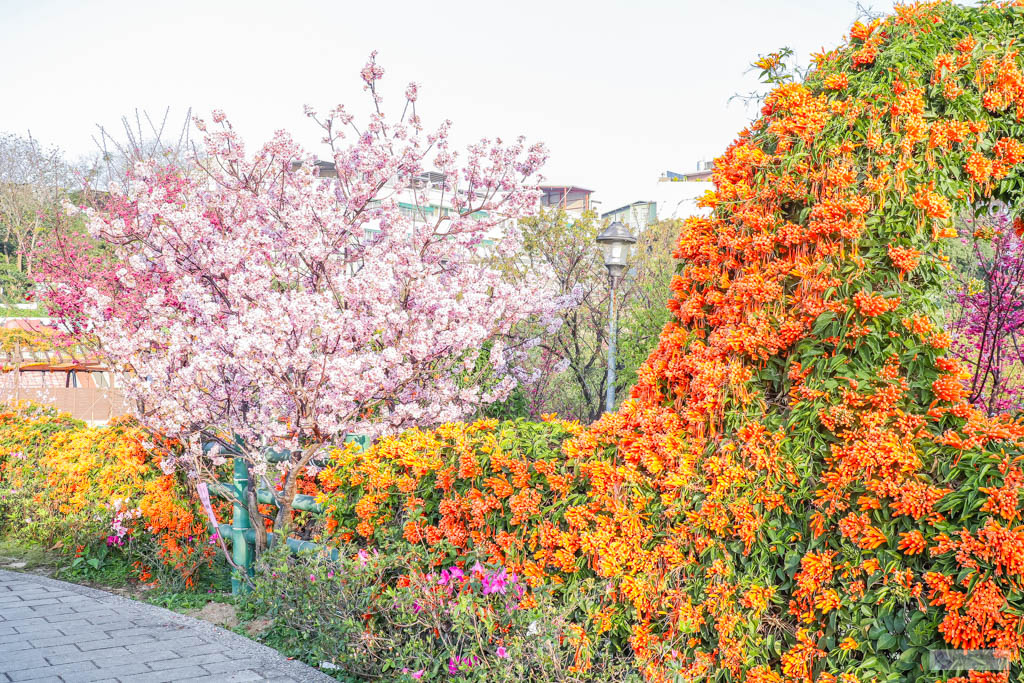 新北鶯歌景點-永吉公園-抓住春天的浪漫櫻花及滿開的炮仗花隧道/IG打卡聚集地/鄰近鶯歌老街/親子景點 @靜兒貪吃遊玩愛分享