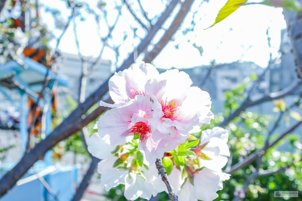 新北鶯歌景點-永吉公園-抓住春天的浪漫櫻花及滿開的炮仗花隧道/IG打卡聚集地/鄰近鶯歌老街/親子景點 @靜兒貪吃遊玩愛分享