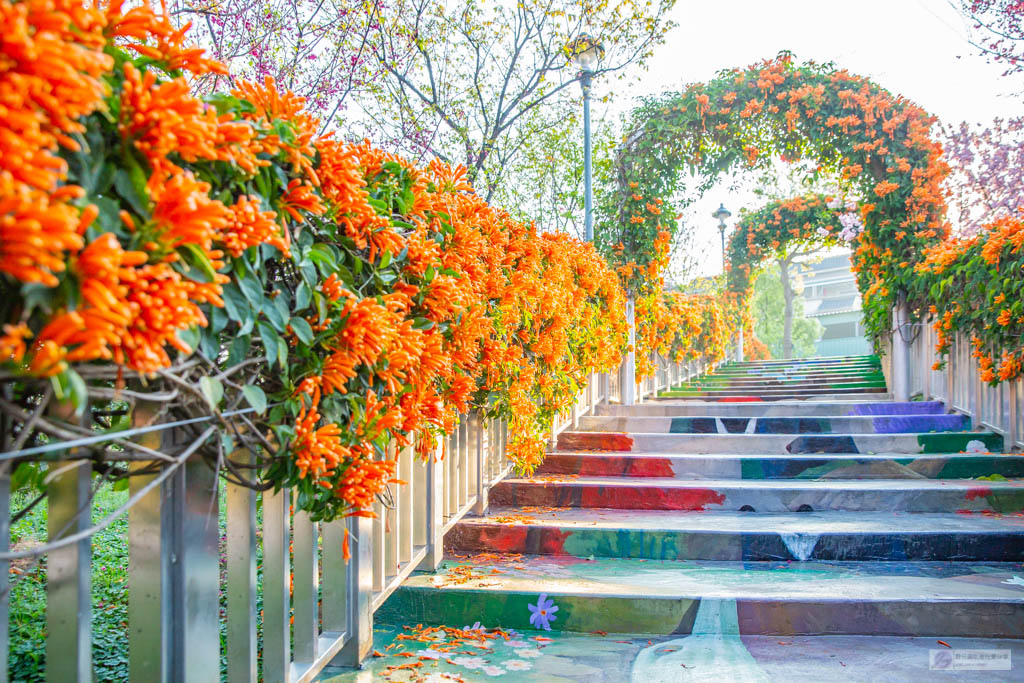 新北鶯歌景點-永吉公園-抓住春天的浪漫櫻花及滿開的炮仗花隧道/IG打卡聚集地/鄰近鶯歌老街/親子景點 @靜兒貪吃遊玩愛分享