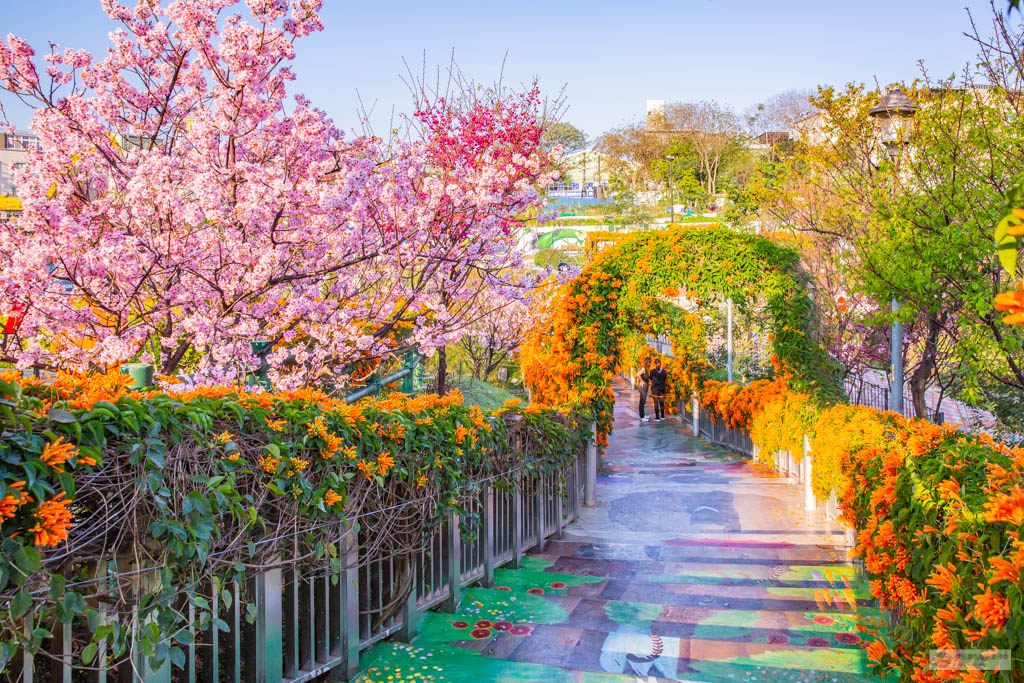 新北鶯歌景點-永吉公園-抓住春天的浪漫櫻花及滿開的炮仗花隧道/IG打卡聚集地/鄰近鶯歌老街/親子景點 @靜兒貪吃遊玩愛分享