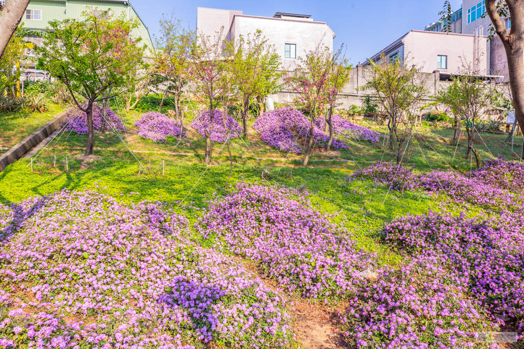 新北鶯歌景點-永吉公園-抓住春天的浪漫櫻花及滿開的炮仗花隧道/IG打卡聚集地/鄰近鶯歌老街/親子景點 @靜兒貪吃遊玩愛分享