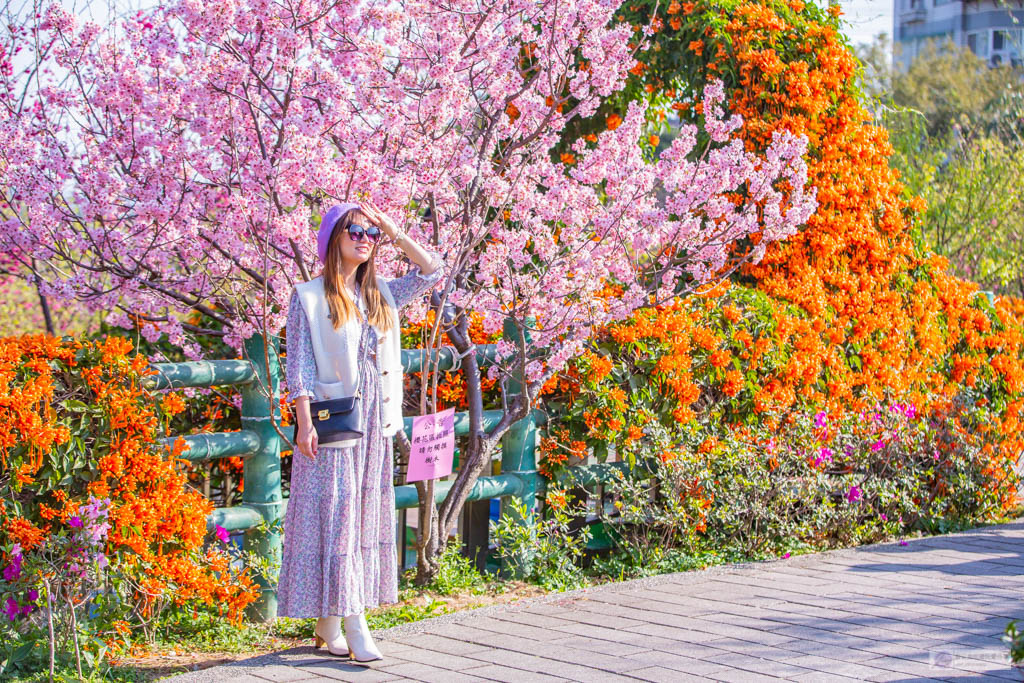 新北鶯歌景點-永吉公園-抓住春天的浪漫櫻花及滿開的炮仗花隧道/IG打卡聚集地/鄰近鶯歌老街/親子景點 @靜兒貪吃遊玩愛分享