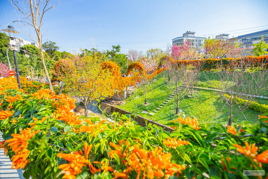 新北鶯歌景點-永吉公園-抓住春天的浪漫櫻花及滿開的炮仗花隧道/IG打卡聚集地/鄰近鶯歌老街/親子景點 @靜兒貪吃遊玩愛分享