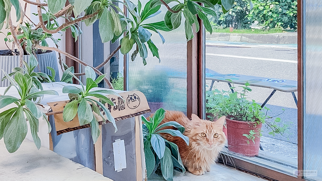 台北國父紀念館站-麓鳩 Aruchuu-隱藏在巷弄內純白色系質感風格咖啡廳/咖啡 甜點 鹹食/鄰近松菸文創園區 @靜兒貪吃遊玩愛分享