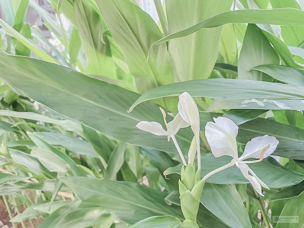 桃園龍潭美食-野薑花與貓庭園咖啡-隱藏於巷弄內的歐式鄉村庭園風格咖啡廳/排餐 義大利麵 下午茶 @靜兒貪吃遊玩愛分享