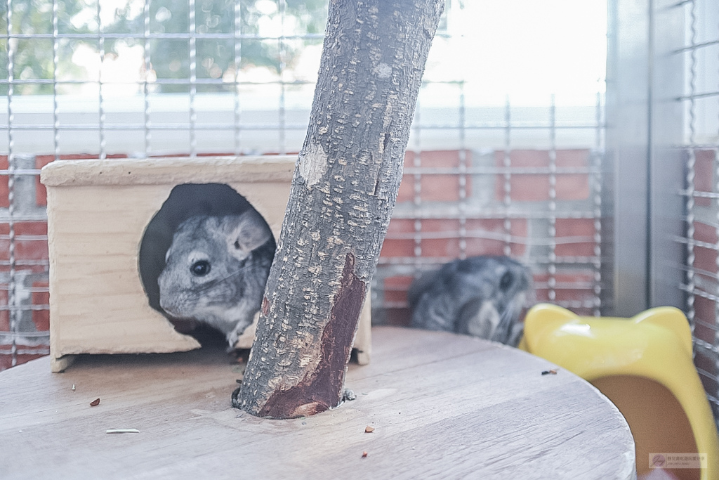 桃園龍潭美食-野薑花與貓庭園咖啡-隱藏於巷弄內的歐式鄉村庭園風格咖啡廳/排餐 義大利麵 下午茶 @靜兒貪吃遊玩愛分享